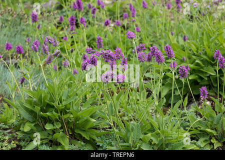 Heilziest, Echter su Ziest, Heil-Ziest, Echte Betonie, Flohblume, Pfaffenblume, Zahnkraut, Zehrkraut, Betonica officinalis, Stachys officinalis, comune h Foto Stock