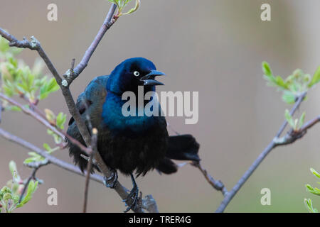 Grackle comune (Quiscalus quiscula) Foto Stock