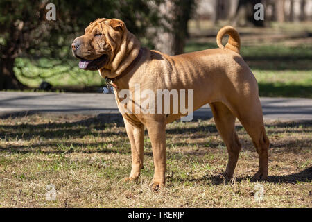 Una bella e giovane rosso fulvo Chinese Shar Pei cane sulla strada, caratteristico per le sue profonde rughe e considerate per essere una molto rara razza Foto Stock