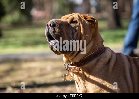 Una bella e giovane rosso fulvo Chinese Shar Pei cane sulla strada, caratteristico per le sue profonde rughe e considerate per essere una molto rara razza Foto Stock