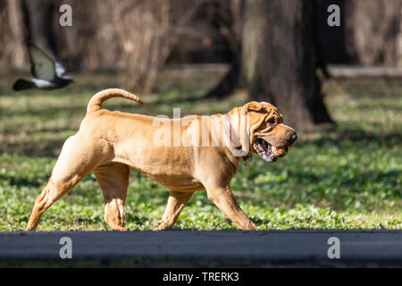 Una bella e giovane rosso fulvo Chinese Shar Pei cane sulla strada, caratteristico per le sue profonde rughe e considerate per essere una molto rara razza Foto Stock