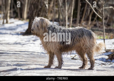 Shaggy белый Старый Английский овца собака улыбается во время прогулки в лесу Foto Stock