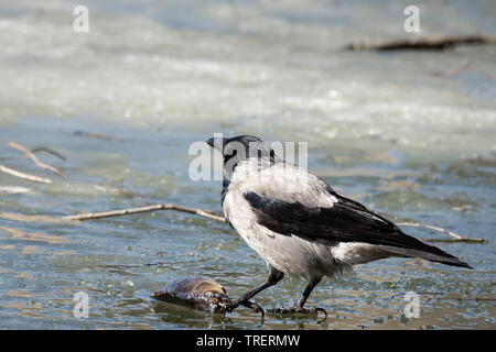 Il corvo si erge sul ghiaccio sottile di stagno e pecks il pesce Foto Stock