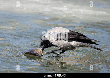 Il corvo si erge sul ghiaccio sottile di stagno e pecks il pesce Foto Stock