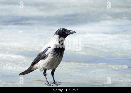 Crow sorge sul ghiaccio di un laghetto congelato nel Parco Foto Stock