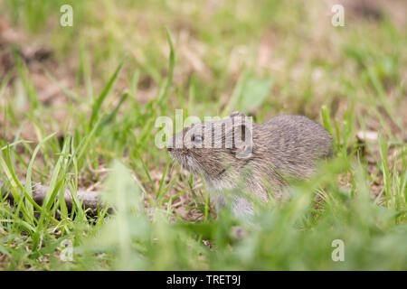 Strisce campo seduta del mouse su albero caduto nel parco in autunno. Piccolo grazioso comune animale roditore in fauna selvatica Foto Stock