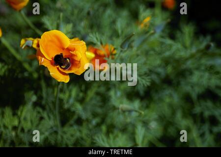 Ape su california poppy Foto Stock