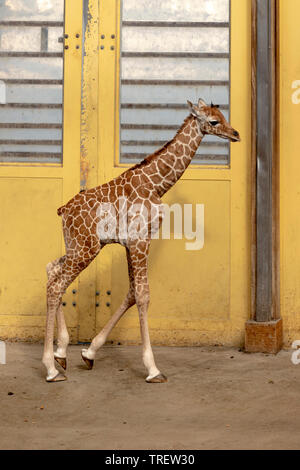 Baby giraffe ( Giraffa camelopardalis reticulata ) in il Diergaarde Blijdorp, Zoo di Rotterdam, South Holland, Paesi Bassi Foto Stock