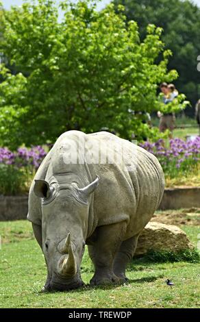 Sud del rinoceronte bianco (Ceratotherium simum),Cotswold Wildlife Park, Nr. Burford, Oxfordshire Foto Stock