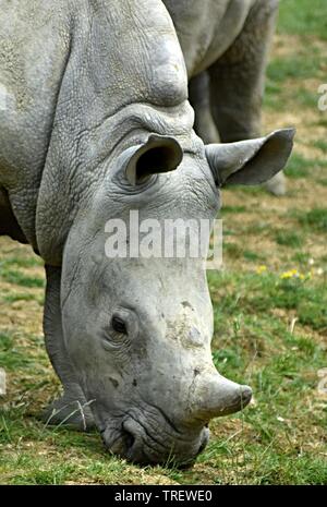 Sud del rinoceronte bianco (Ceratotherium simum),Cotswold Wildlife Park, Nr. Burford, Oxfordshire Foto Stock