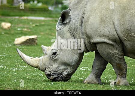 Sud del rinoceronte bianco (Ceratotherium simum),Cotswold Wildlife Park, Nr. Burford, Oxfordshire Foto Stock