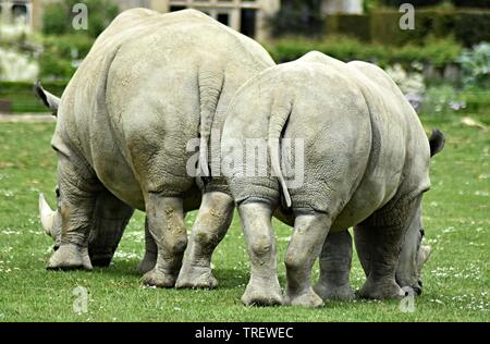 Sud del rinoceronte bianco (Ceratotherium simum),Cotswold Wildlife Park, Nr. Burford, Oxfordshire Foto Stock