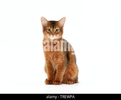 Gatto somalo. Kitten seduta, come si vede in testa-a. Studio Immagine contro uno sfondo bianco Foto Stock