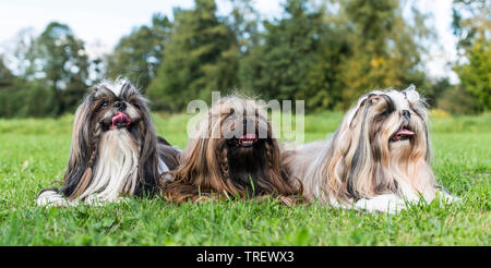 Shih Tzu. Tre cani adulti sdraiati su un prato. Germania Foto Stock
