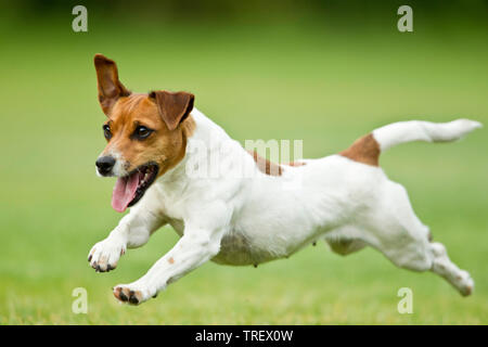 Jack Russell Terrier. Cane adulto in esecuzione sull'erba. Germania Foto Stock