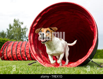 Jack Russell Terrier. Cane adulto passa attraverso un tunnel in un corso di agilità. Germania Foto Stock