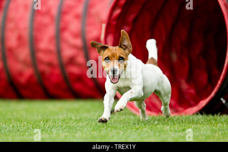 Jack Russell Terrier. Cane adulto passa attraverso un tunnel in un corso di agilità. Germania Foto Stock