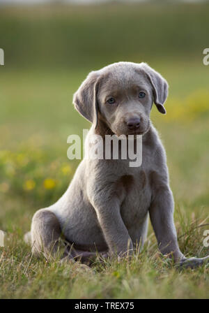 Il Labrador Retriever. Cucciolo di seduta in erba. Germania.. Foto Stock