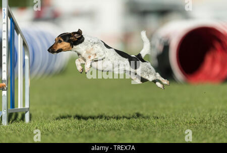 Jack Russell Terrier. Adulto di saltare in un campo di agilità. Germania Foto Stock