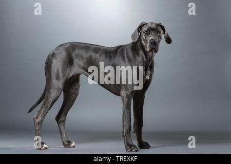 Alano. Cane adulto in piedi, visto da lato a. Studio Immagine contro uno sfondo grigio. Germania Foto Stock