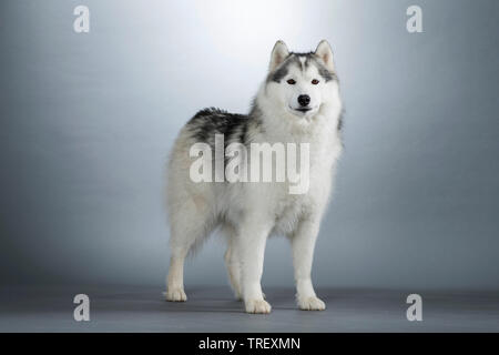 Siberian Husky. Cane adulto in piedi. Studio Immagine contro uno sfondo grigio. Germania Foto Stock