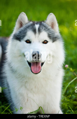 Siberian Husky. Ritratto di adulto. Germania Foto Stock