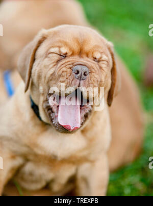 Bordeaux Mastiff, Bordeauxdog. Ritratto di un cucciolo, sbadigli. Germania Foto Stock