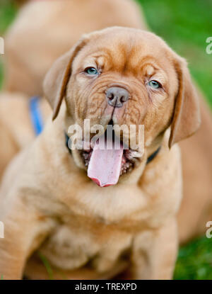 Bordeaux Mastiff, Bordeauxdog. Ritratto di un cucciolo, sbadigli. Germania Foto Stock