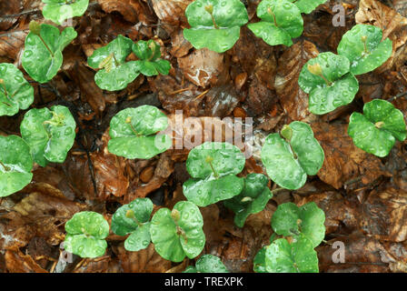 Faggio europeo, comune faggio (Fagus sylvatica), la germogliazione piantine nella figliata di foglia. Germania Foto Stock