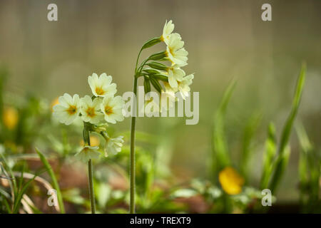 Cowslip comune (Primula veris), piante fiorite. Germania Foto Stock