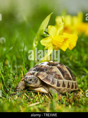 Giovani sperone mediterraneo-thighed tartaruga, tartaruga greca (Testudo graeca) accanto alla fioritura narcisi in primavera. Foto Stock