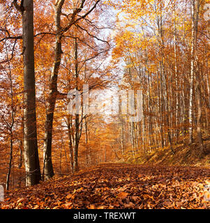 Comune di faggio (Fagus sylvatica) foresta in autunno. Germania Foto Stock