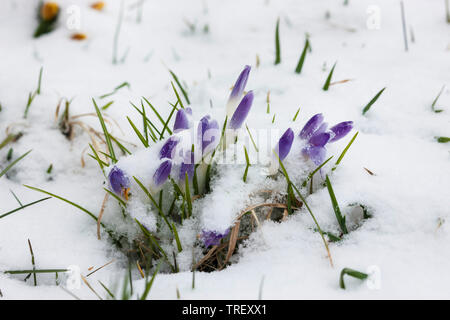 Crocus (crocus vernus), fiori blu nella neve. Germania Foto Stock