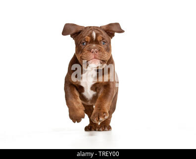 Bulldog inglese. Cucciolo di correre verso la telecamera. Studio Immagine contro uno sfondo bianco. Germania Foto Stock