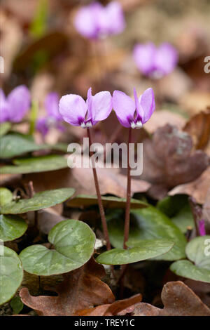 Il Ciclamino europeo (Cyclamen purpurascens), piante fiorite sul suolo della foresta. Germania Foto Stock