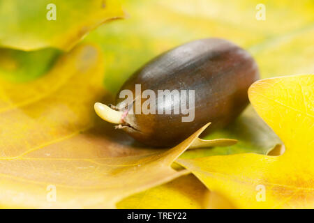 Comune di Quercia farnia (Quercus robur). Germinando Acorn sulla figliata di foglia in autunno. Germania Foto Stock