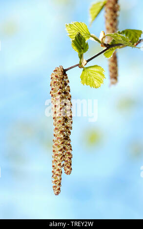 Argento betulla, Betulla europea (Betula pendula), ramoscelli e foglie fresche su un ramoscello. Germania Foto Stock