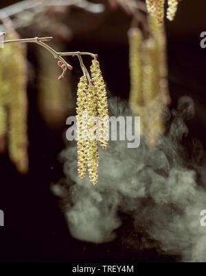 Ontani Neri, ontano europeo (Alnus glutinosa), ramoscello con infiorescenze maschili, disperdendo il polline attraverso il vento. Foto Stock