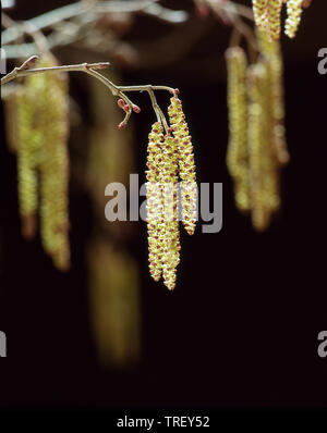 Ontani Neri, ontano europeo (Alnus glutinosa), ramoscello con maschio e femmina infiorescenze. Foto Stock