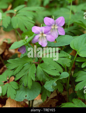 Inizio Dog-violetto (viola reichenbachiana), la fioritura delle piante. Germania Foto Stock