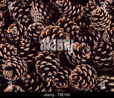 Pino austriaco, pini neri, Corsican pine (Pinus nigra), coni visto dal di sopra, Germania Foto Stock