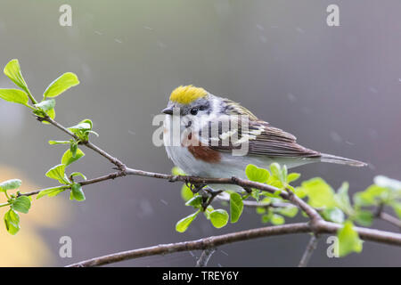 Chestnut facciate trillo (Setophaga pensylvanica) Foto Stock
