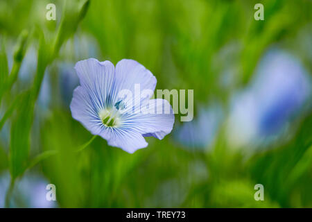 Comune di lino, lino, semi di lino (Linum usitatissimum), fiore. Germania Foto Stock