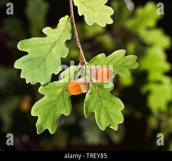 Comune di Quercia farnia (Quercus robur). Acorn su un ramoscello d'autunno. Germania Foto Stock