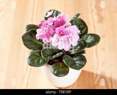 Saintpaulia, African Violet (Saintpaulia ionantha-ibrido), pianta in vaso con fiori di colore rosa su di un tavolo di legno. Germania Foto Stock