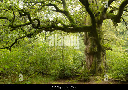 Pendulate Quercia farnia (Quercus robur). Antica quercia nella vecchia foresta. Foto Stock