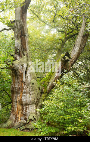 Pendulate Quercia farnia (Quercus robur). Antica quercia nella vecchia foresta. Foto Stock