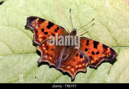 Virgola (Polygonia c-album, Nymphalis c-album) su una foglia. Germania Foto Stock