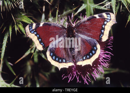 Camberwell bellezza (Nymphalis antiopa). Farfalla su un fiore. Germania Foto Stock