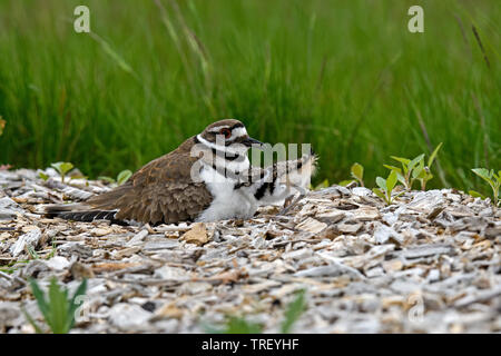 Killdeer o Charadrius Vociferus sul nido con i giovani. Foto Stock